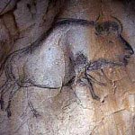 Chauvet cave - bison buffalo